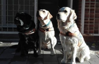 perras-de-asistencia