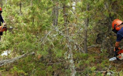 Personal de Novaterra realiza trabajos de limpieza forestal para CC.OO.