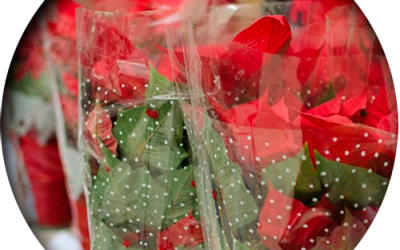 Arranca la campaña «Más que una Flor»