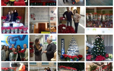 12.000 Flores de Pascua Solidarias