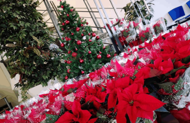 Condiciones solicitudes y pedidos de la Campaña de Navidad “Más que una Flor”